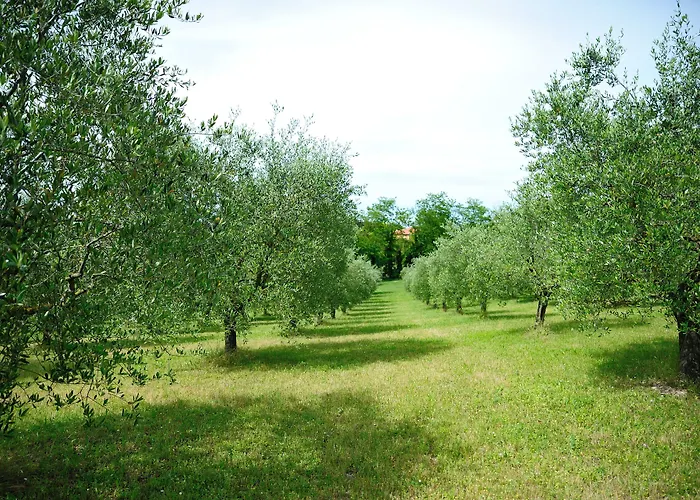 Al Colle